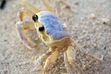 angra_crab.jpg